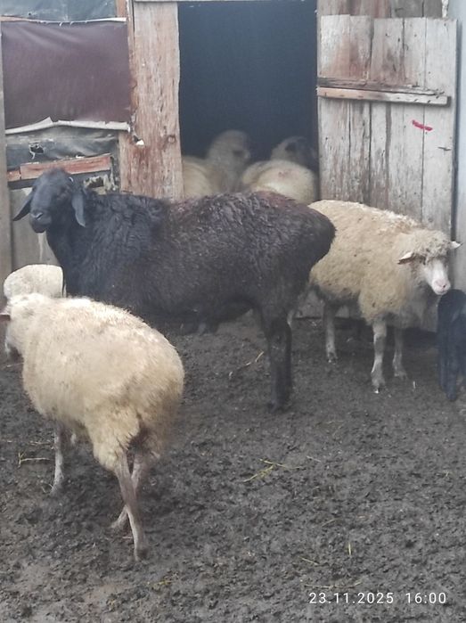 Продам барана курдючного 3 года