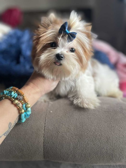 Golddust Yorkshire terrier minaturka biewer chlopak