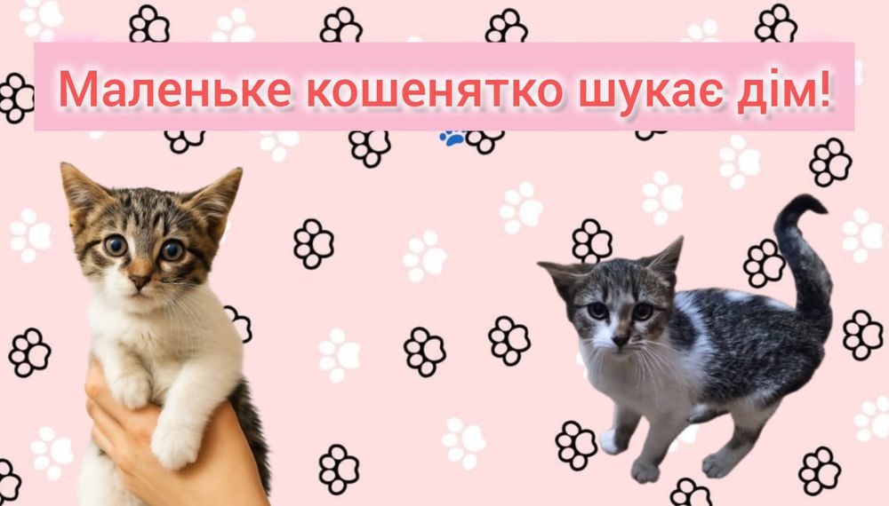 Маленьке кошенятко ТЕРМІНОВО