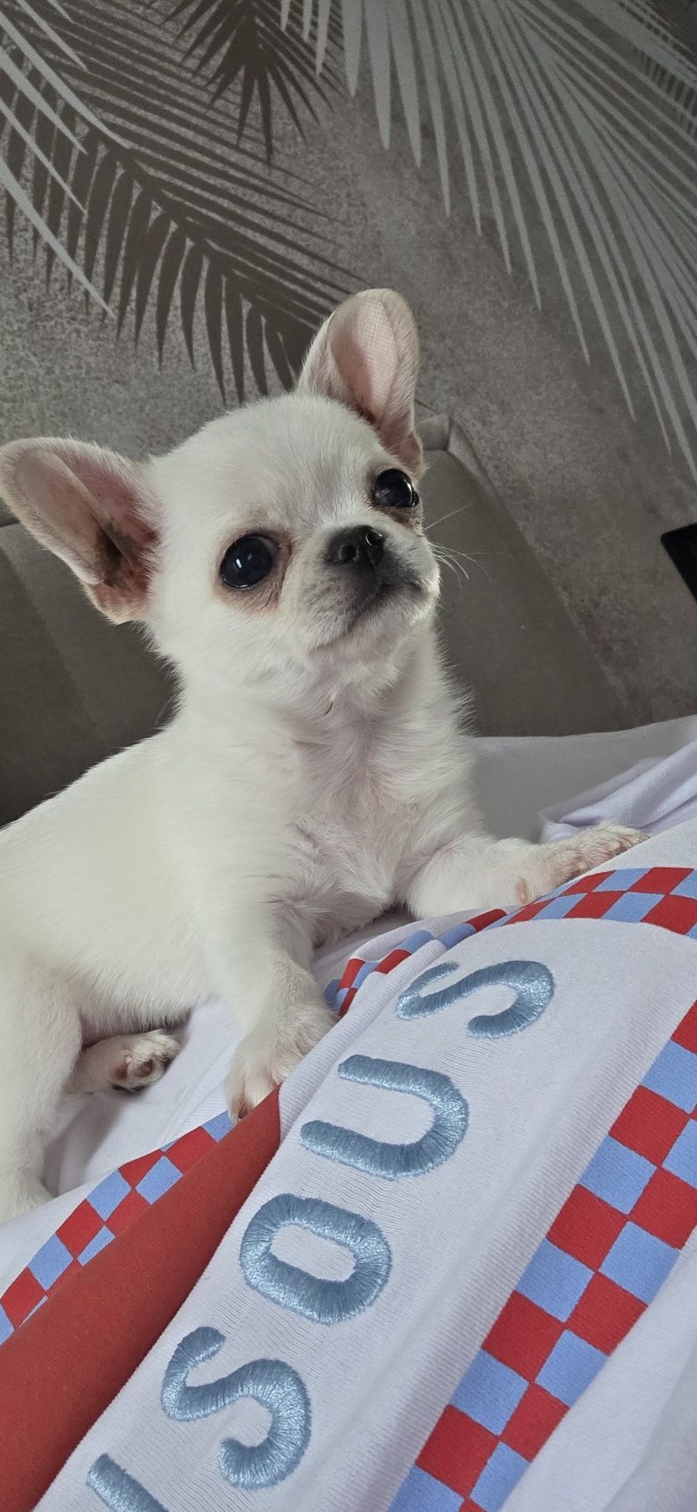 Chihuahua chłopiec  mini fci