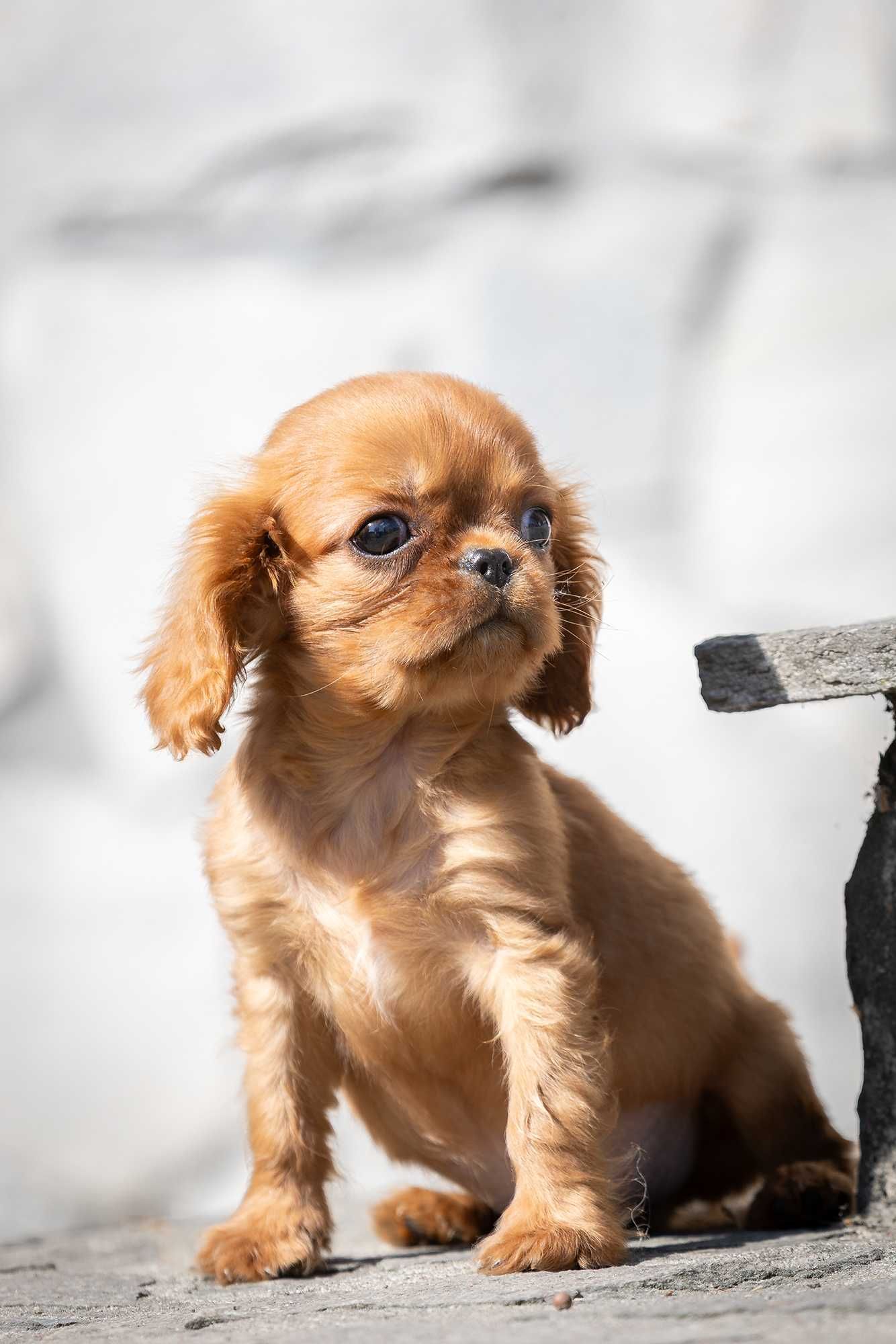 Cavalier King Charles Spaniel* Chłopczyk LUIS gotowy do odbioru