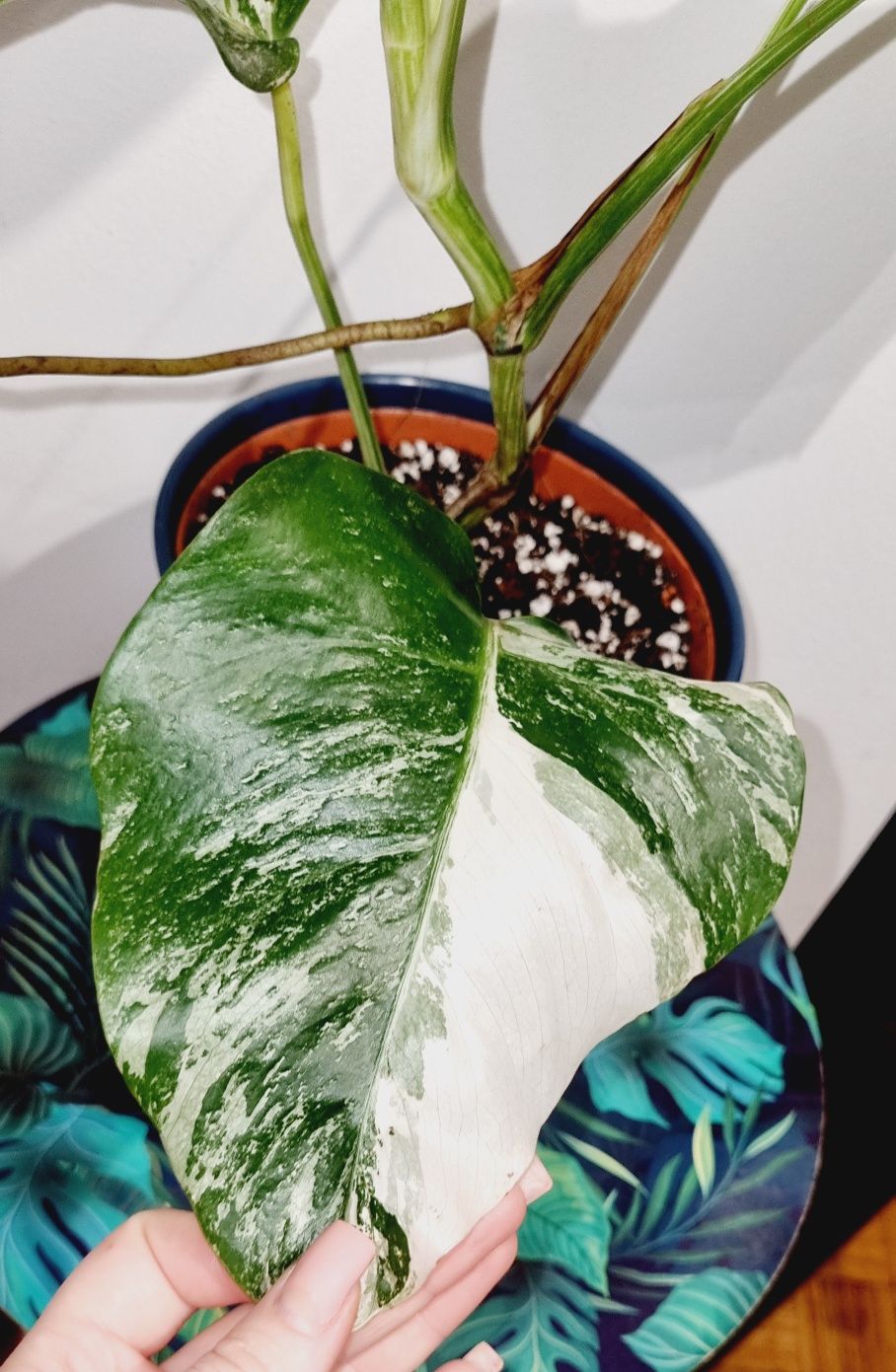 Monstera variegata M6