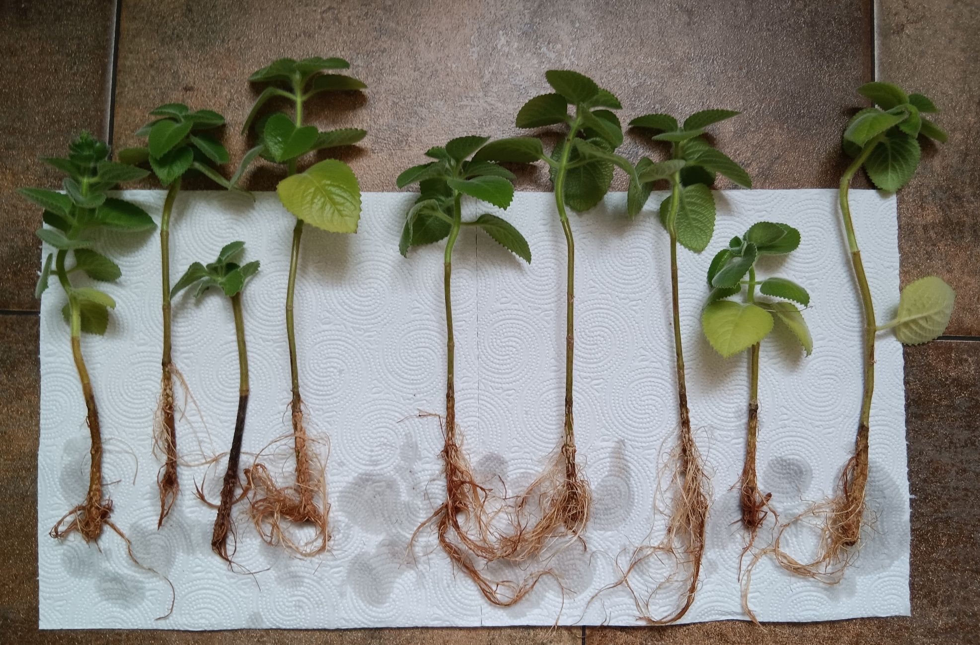 Mięta meksykańska / oregano kubańskie 2