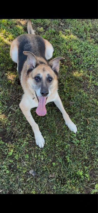 Nala, pastora alemã para adoção responsável