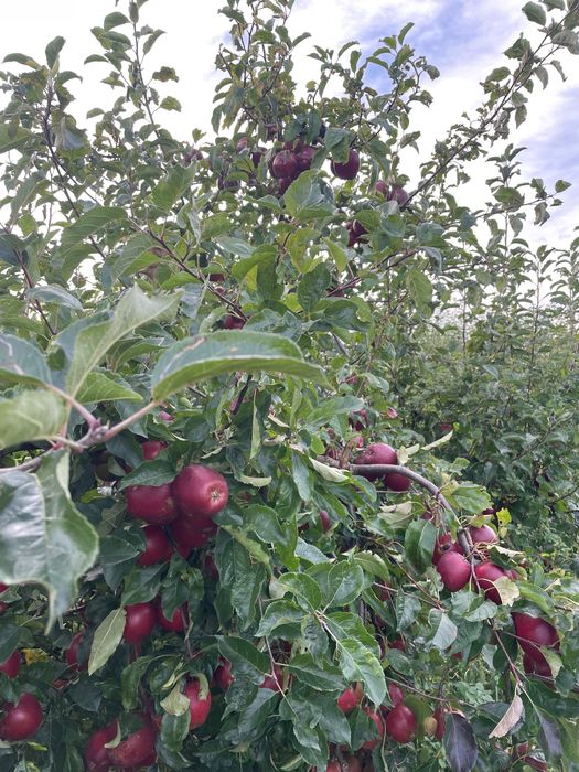 Jabłka, gruszki z własnego sadu / Gdynia Obłuże