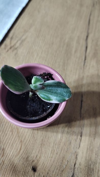 Crasulla variegata mała sadzonka