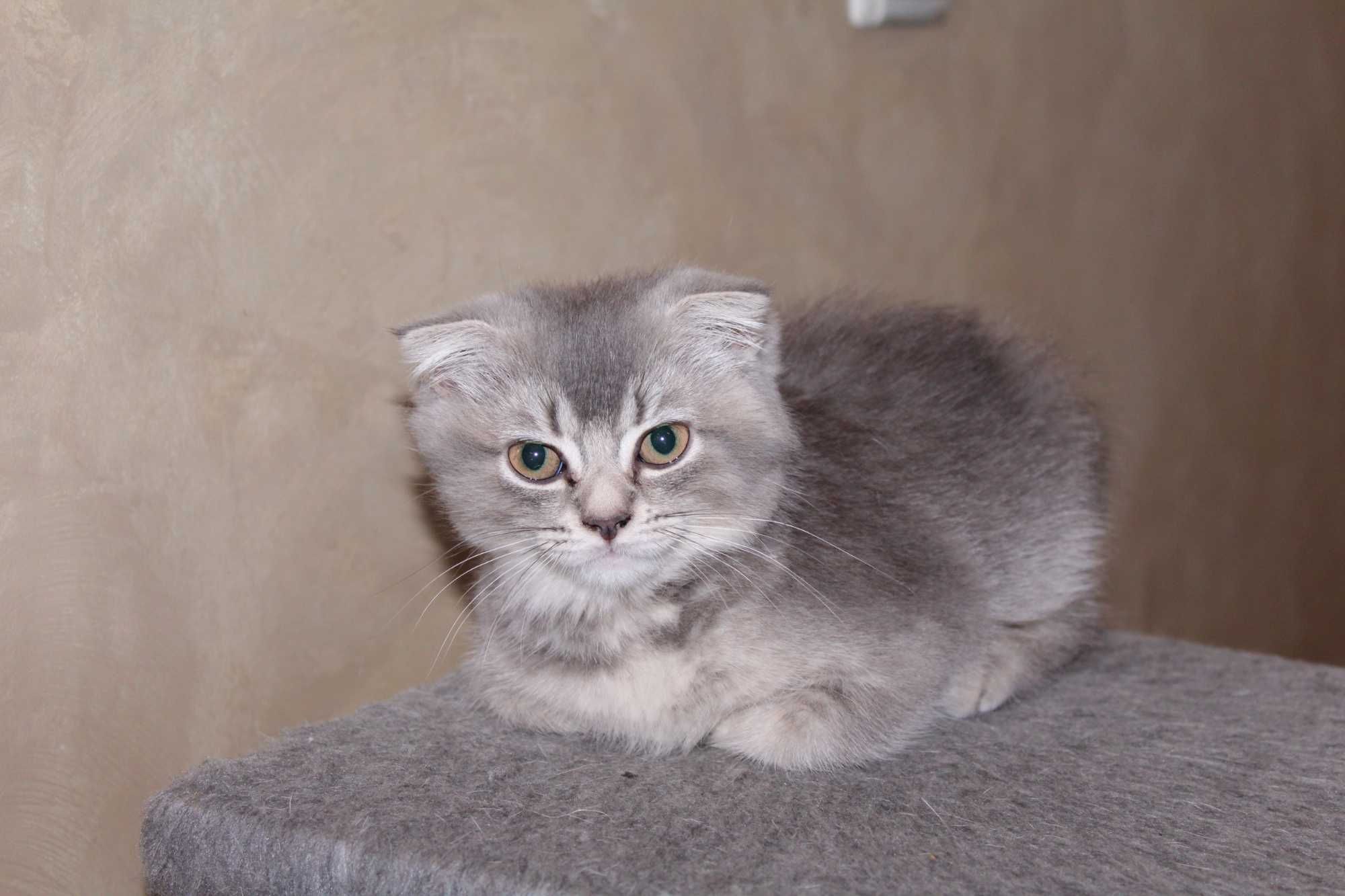 Котики шотландські