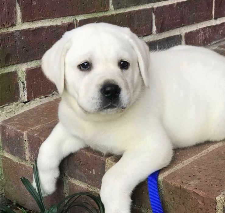 Лабрадори Белая девочка Лабрадор Ретривер Доставка за границу