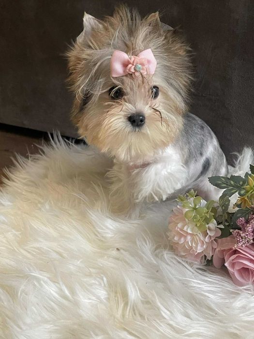 Bluberry yorkshire terrier suczka miniaturka