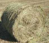bele bale siano 2025