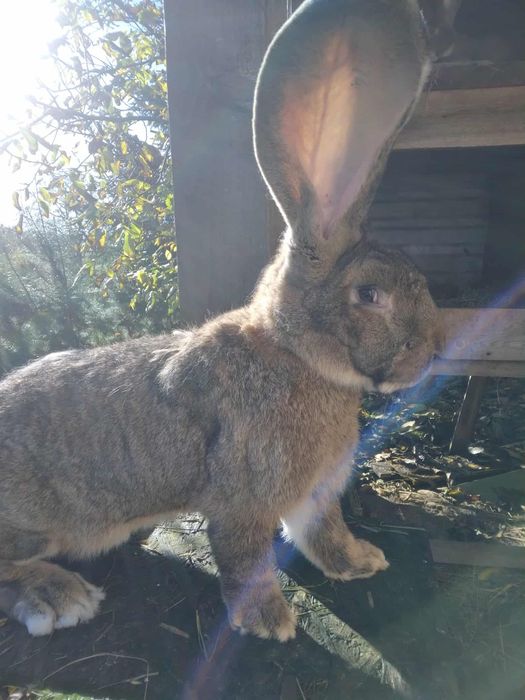 Olbrzym belgijski samce