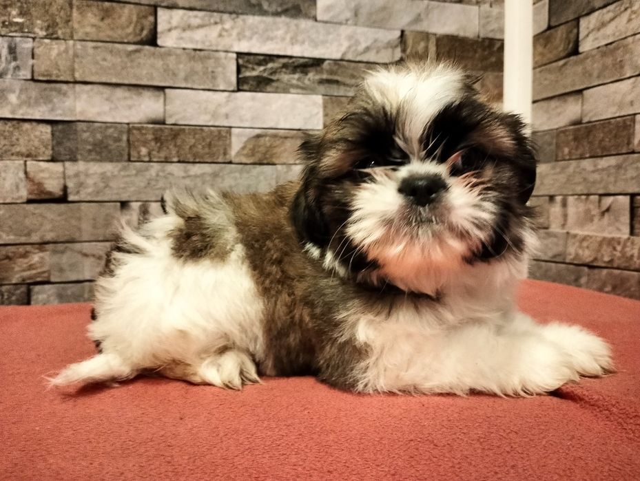 Cudowny piesek shih-tzu miniaturk