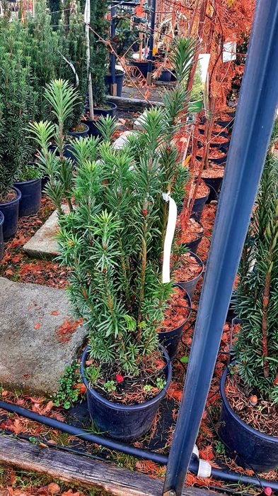 Głowocis japoński "Fastigiata" egzotyczne, unikatowe drzewko, okazy XL