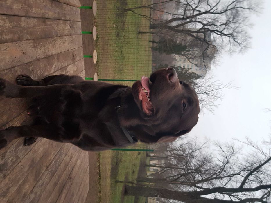 Кобель для вязки, лабрадор шоколадного окраса.