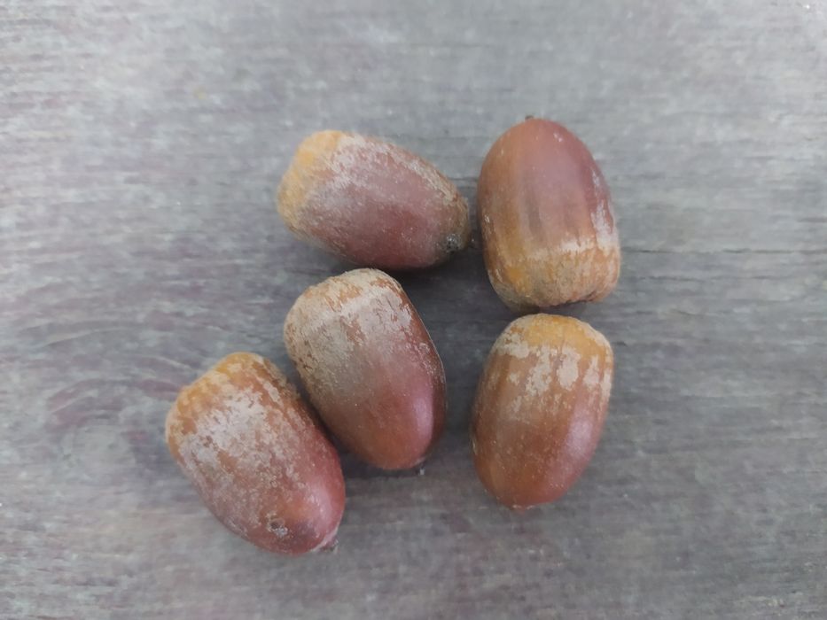 Komplet do dekoracji Terarium