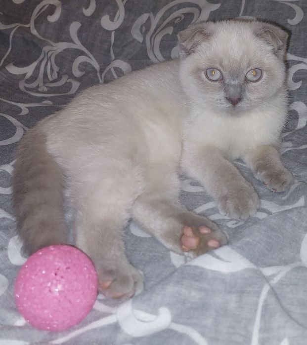 Красивая Девочка Скоттиш фолд. Харьков!