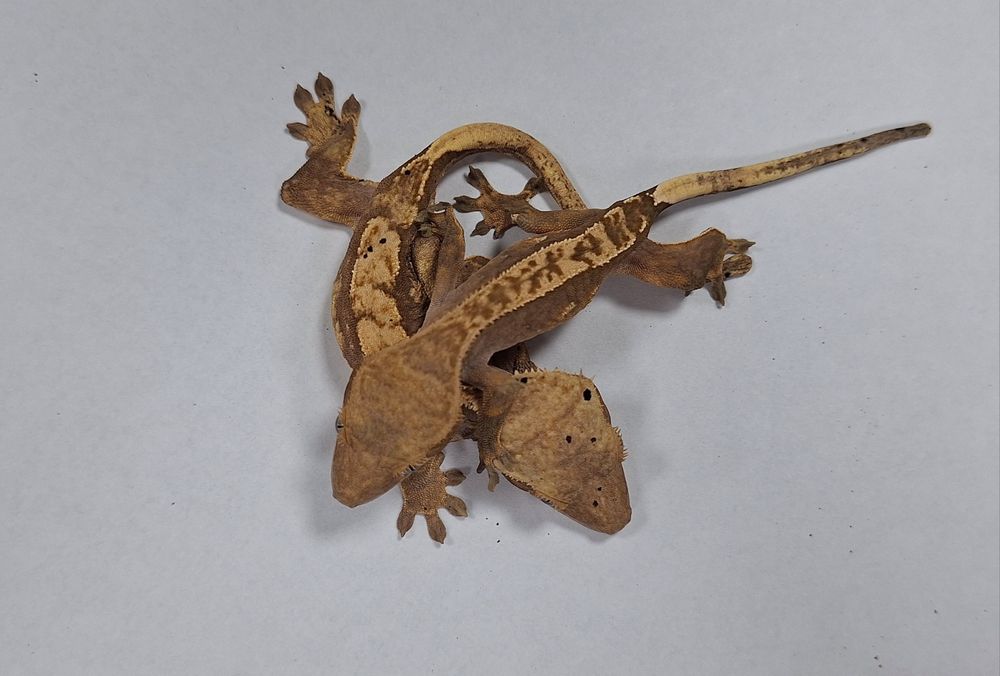 Gekon orzęsiony samica