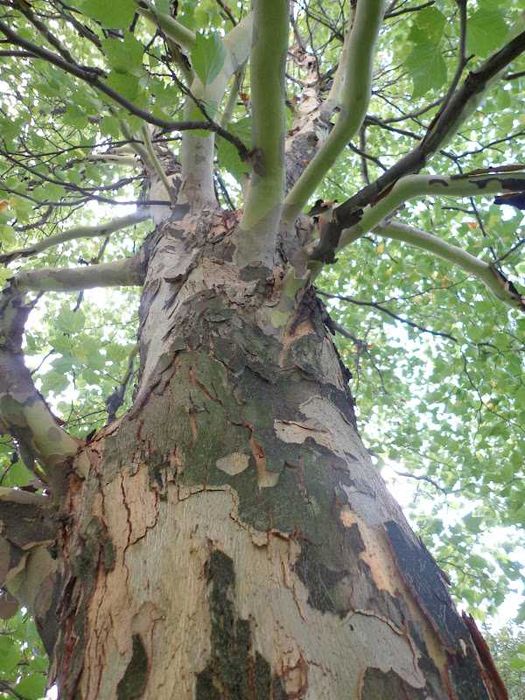 Platan klonolistny, drzewo, drzewko, duża sadzonka