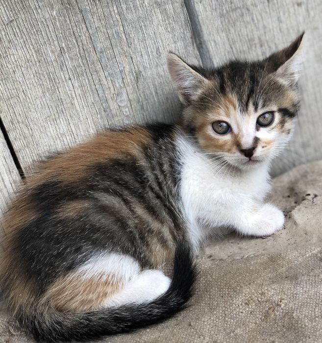 Кошенята в добрі руки Котенята Котики Кіт Киця