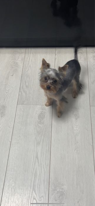 Срочно мини йоркшерский терьер мальчик 6 месяцев
