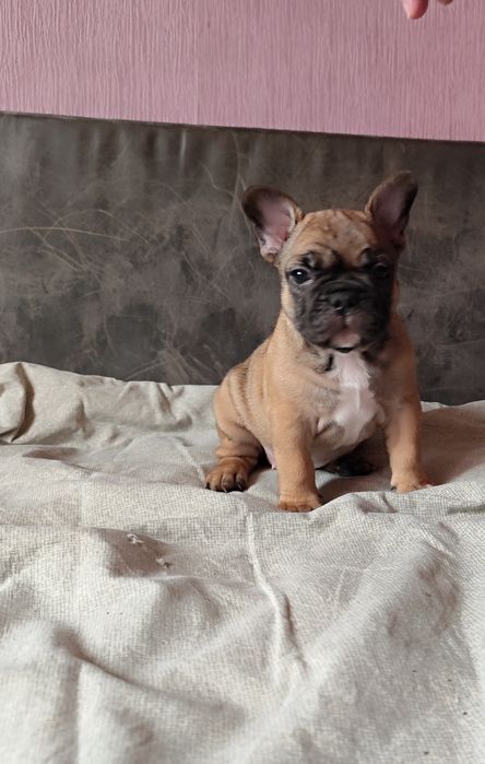 Buldog francuski suczka