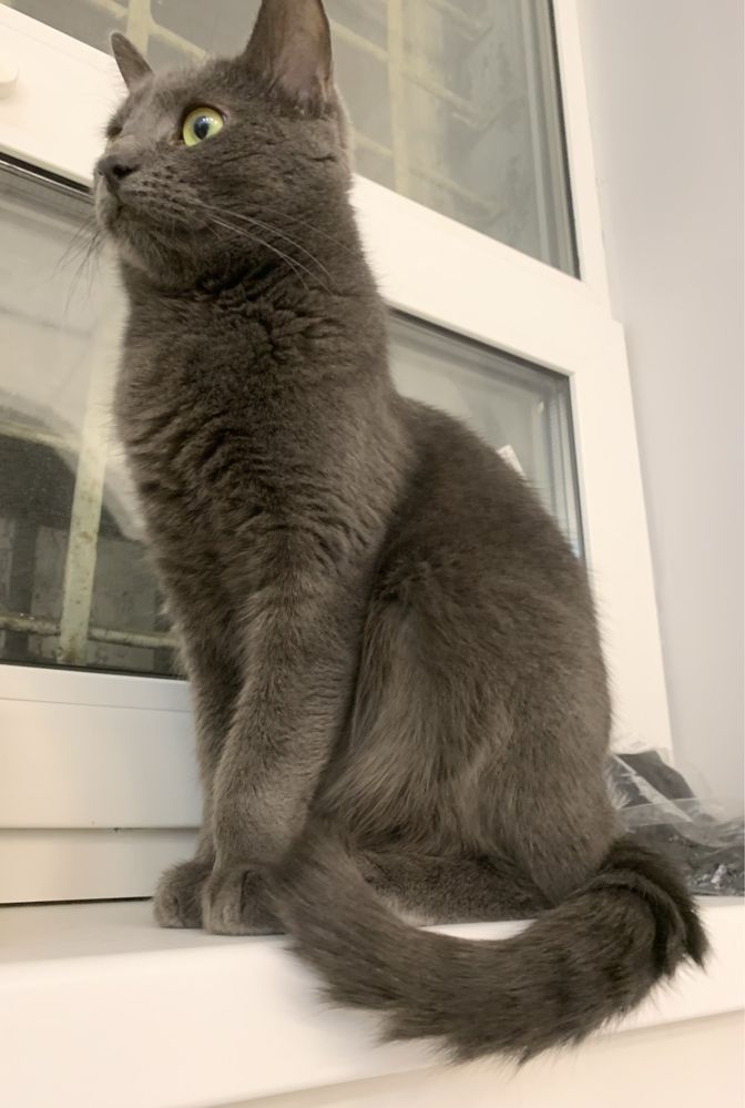 Восточная грациозная кошка Алекса 2г кошечка серая дымчатая