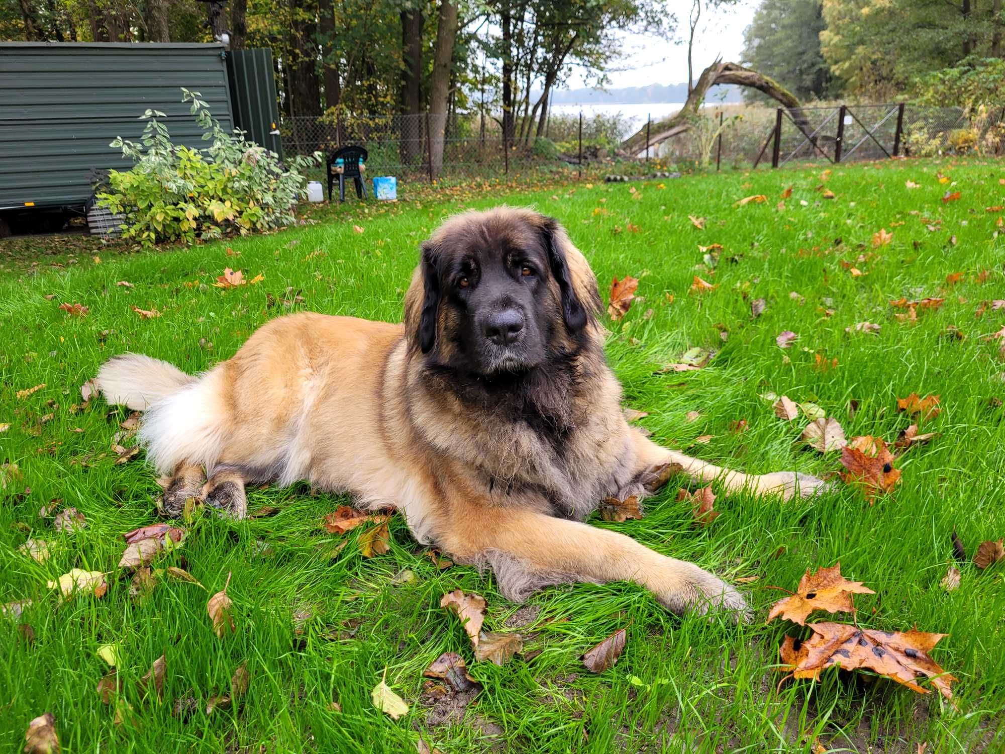 Zapowiedź miotu - leonberger