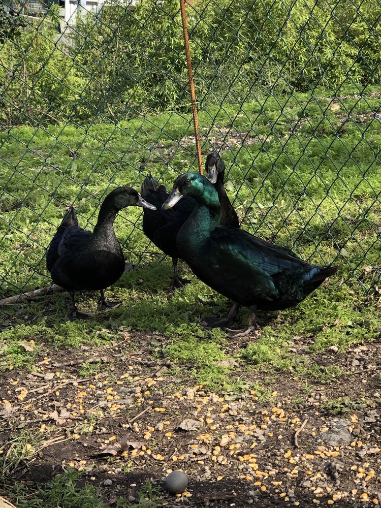 Ovos de pato cayuga