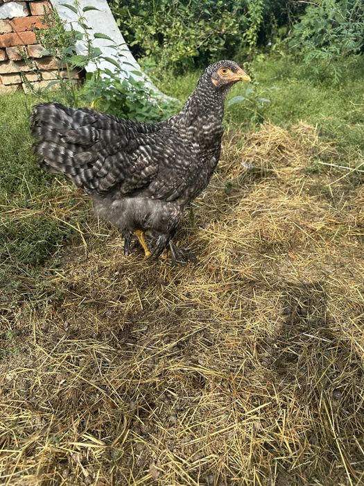 Продам  молодняк браму