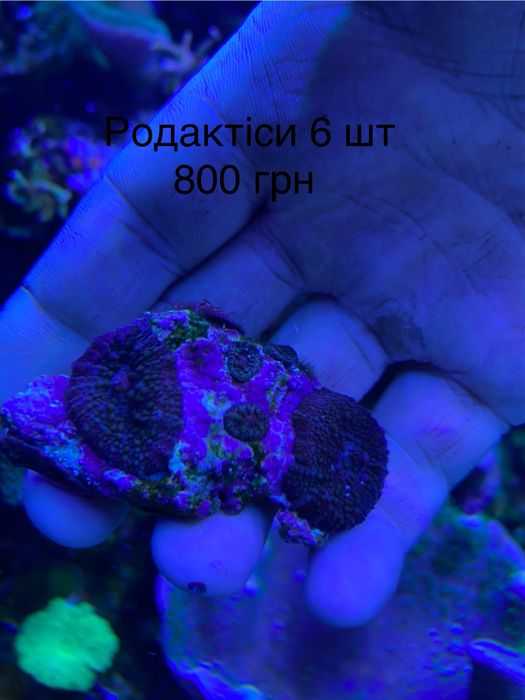 Корали для морського акваріума