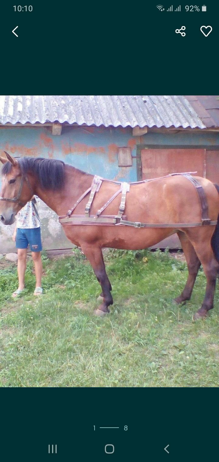 Шьём  уздечка піддупки оброть кантарка недоуздок шлея