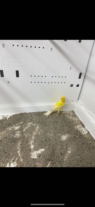 Ptaki egzotyczne miniatury hiszpańskie