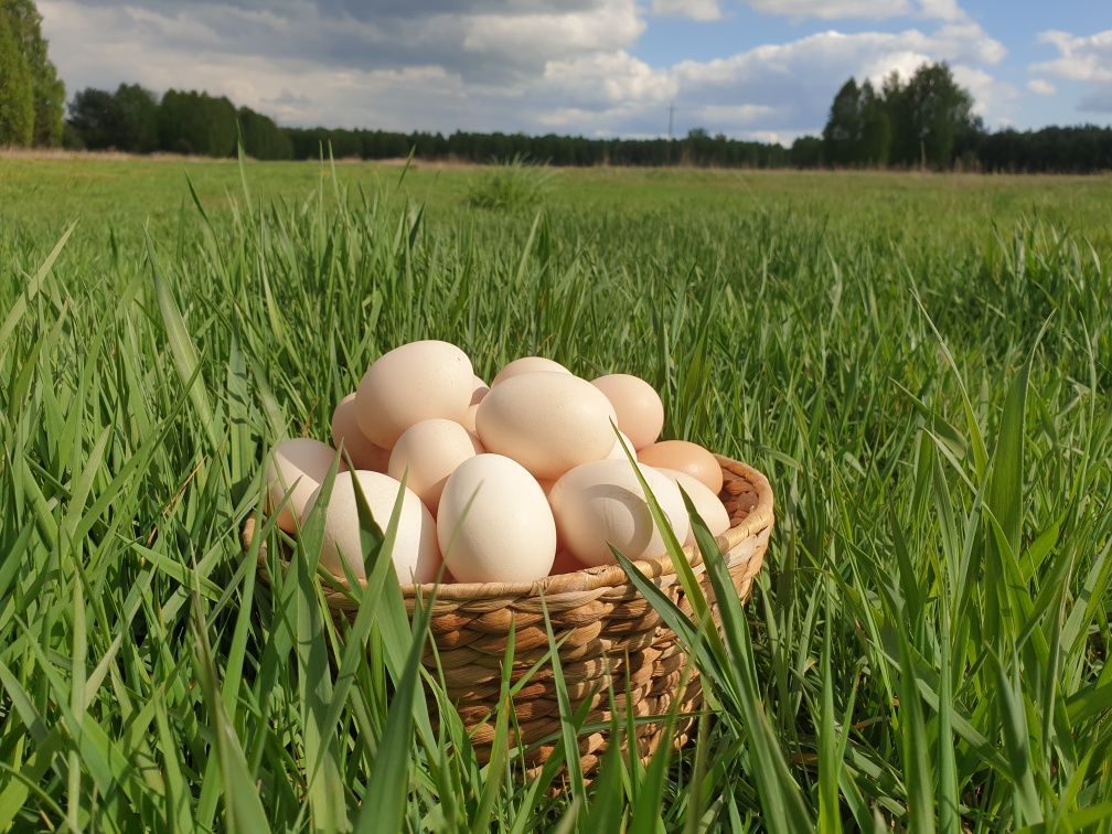 Jaja jajka z pastwiska