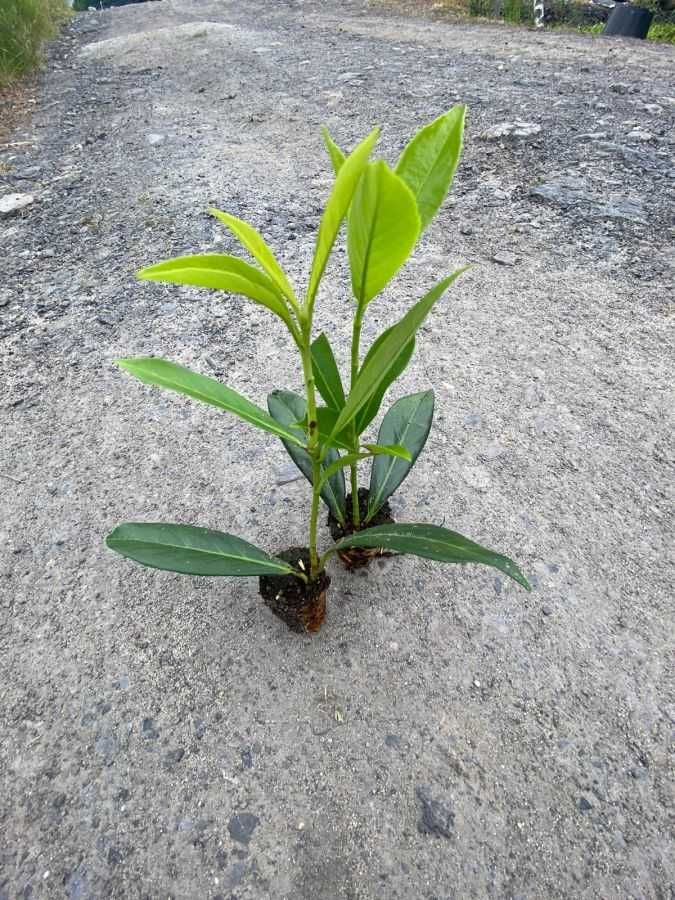 Laurowiśnia Rotundifolia 5-15 cm Sadzonka Częstochowa Wysyłka