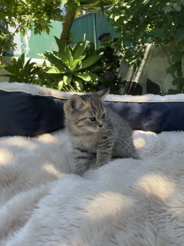 gatinho tabby.