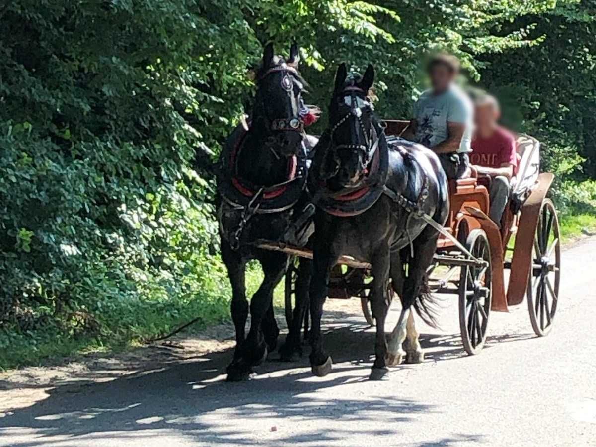 Para Klaczy Rasa Śląska 7 lat