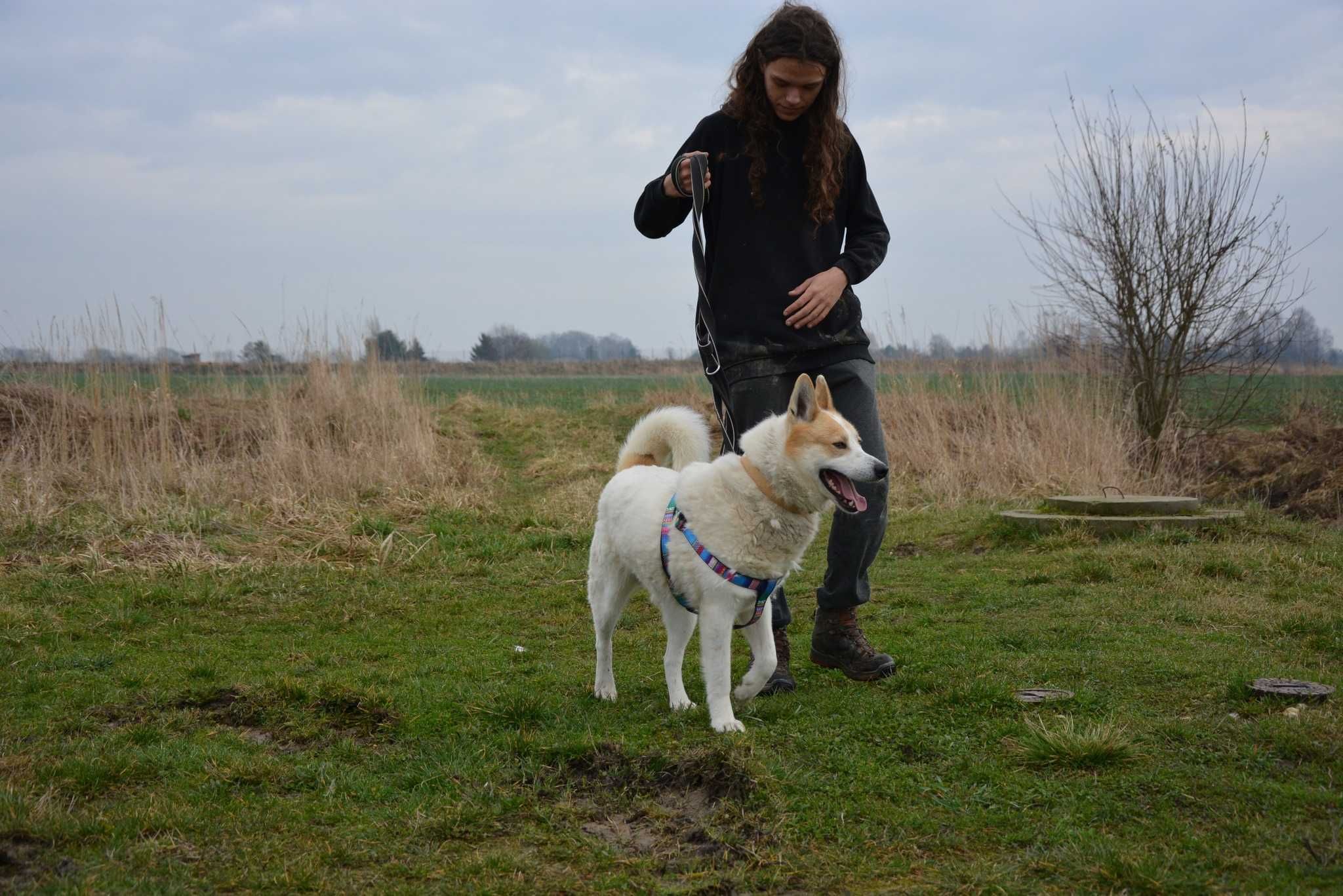 Winter - pies jak łajka zachodniosyberyjska ADOPCJA