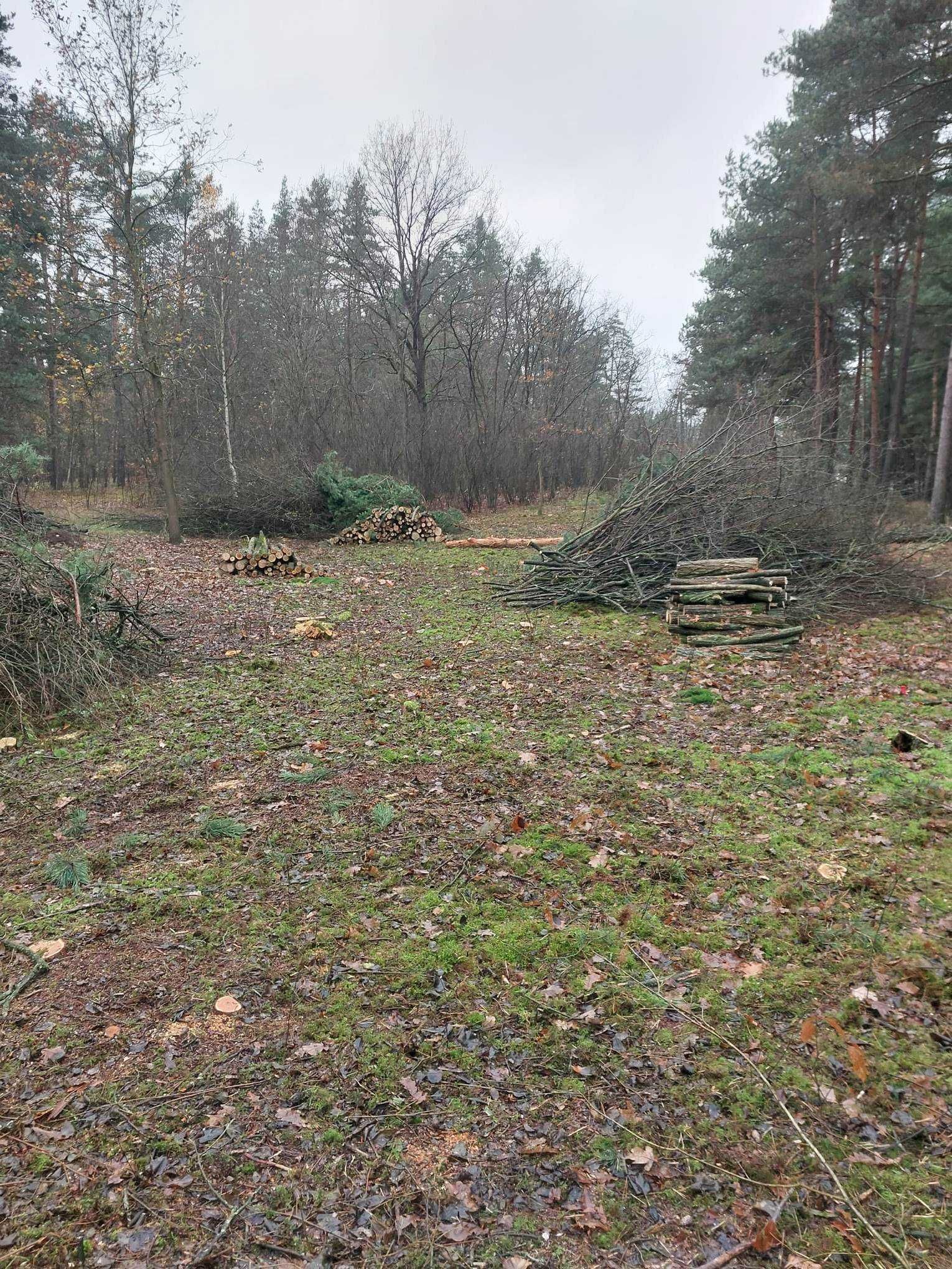 Wycinka drzew metodą alpinistyczną. ścinka drzew