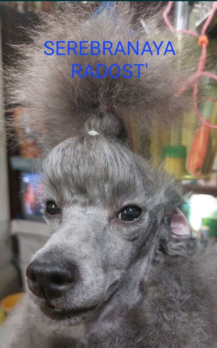 Той пудель в'язка