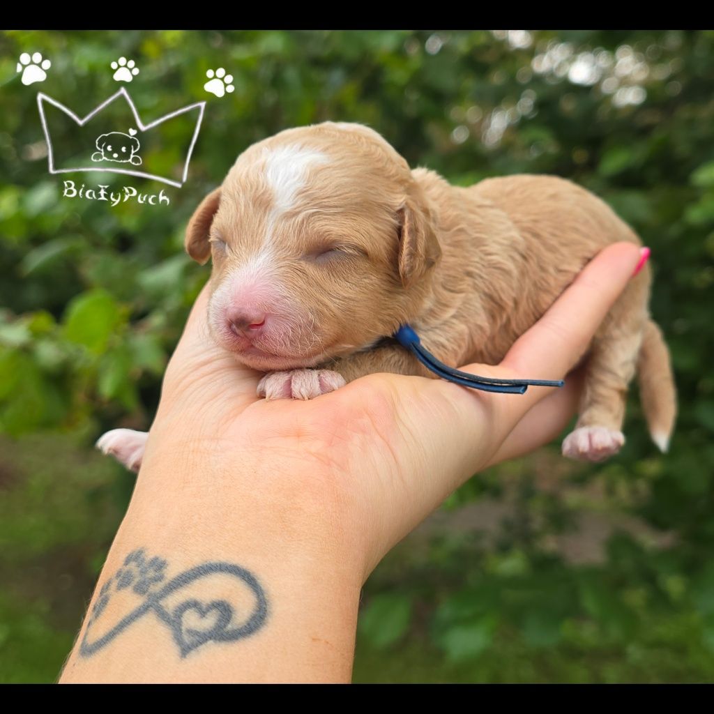 Maltipoo pudel toy red loki białe badania paszport wyprawka