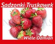 SADZONKI TRUSKAWEK – SILNE, ZDROWE, Licencjonowane od Niewczas Szkółka