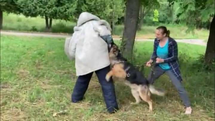 Дресирування собак, послуги кінолога