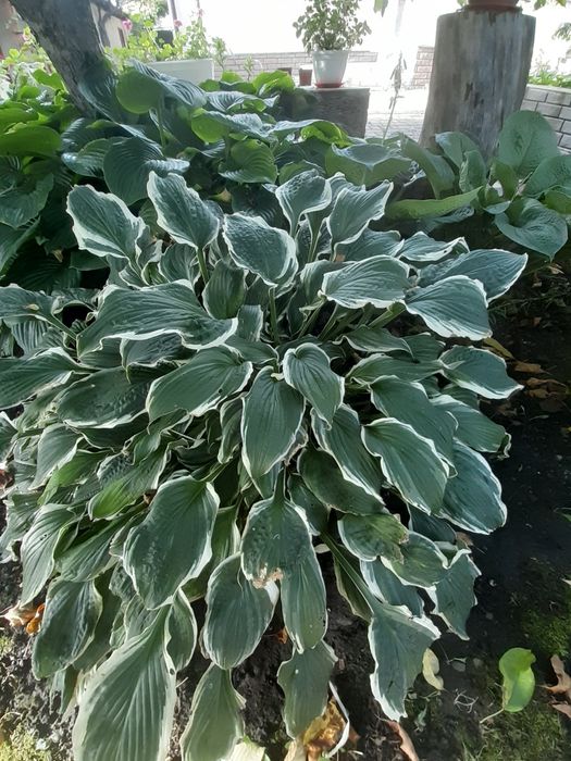 Продам хосты садовую