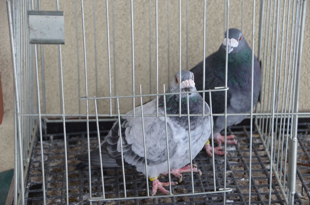 Gołębie Osdobne Pocztowe Dragony Para