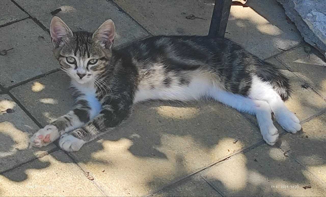 Котята в поиске дома, которого у них больше нет…