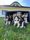 Syberian Husky szczenię