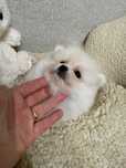 Szpic Miniaturowy Pomeranian sunia xxs