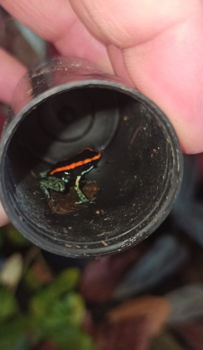 Żabki Phyllobates vittatus 6+1 GRATIS dendrobates wysyłka