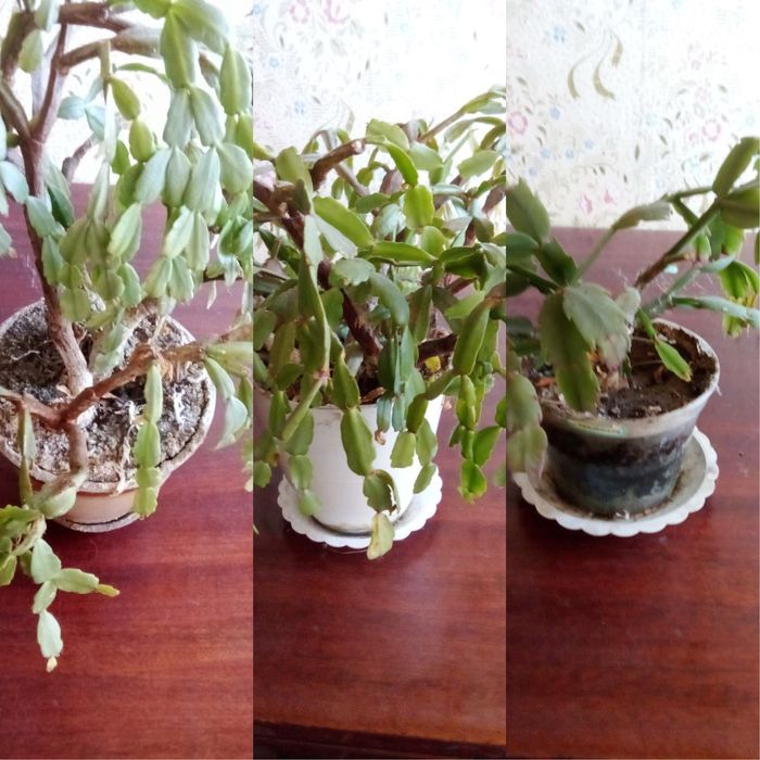 Домашня квітка Шлюмбергера або Рождєствєннік