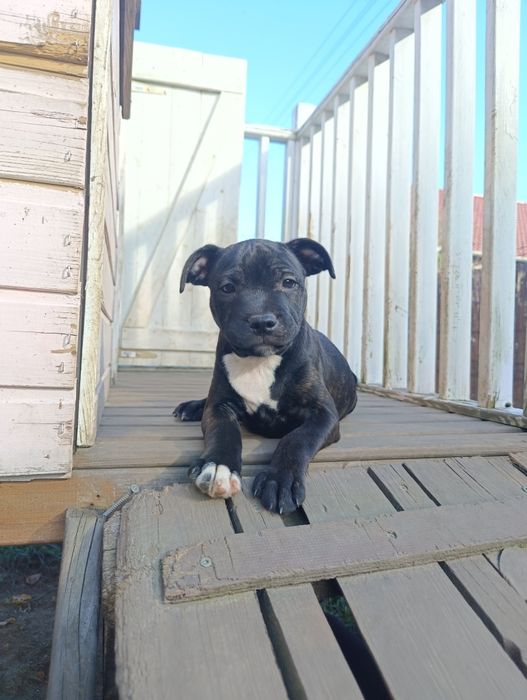 Staffordshire Bull Terrier staffik szczeniak szczenię pies ZKwP FCI